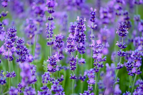 Levendig lavendelveld in volle bloei