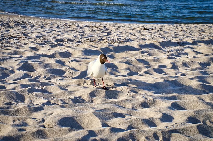 Möwen am Strand an der Ostsee. von Martin Köbsch