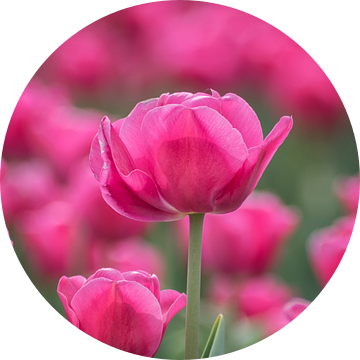 Tulpenliefde van Linda Lu