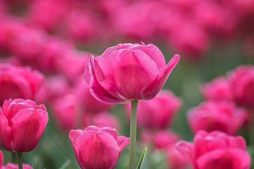 Tulpenliefde van Linda Lu