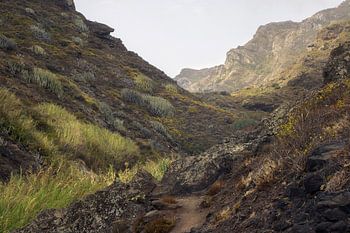 Entdecken Sie die verborgene Schönheit der Afur-Schlucht im Anaga-Gebirge auf Teneriffa'