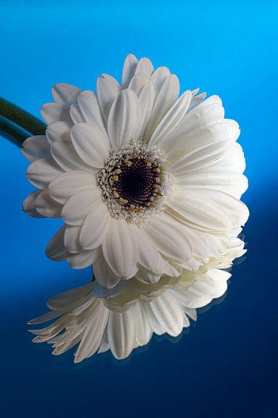 White Gerbera with blue background with gradient by Marjolijn van den Berg