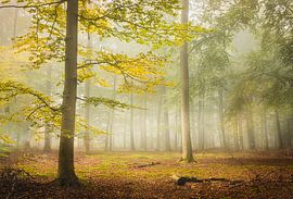 Gelber Baum im grünen Wald