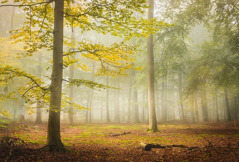 Gele boom in het groene bos van natascha verbij