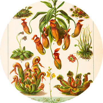 Antieke kleurenlitho Insectenetende planten van Studio Wunderkammer