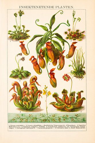 Antieke kleurenlitho Insectenetende planten