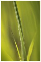 Green, green grass of home