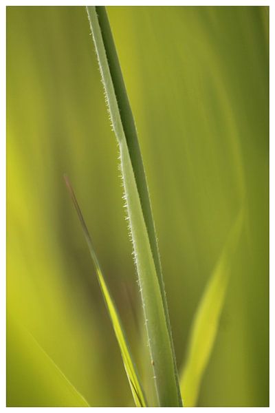 Green, green grass of home by Sonja Onstenk
