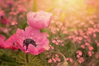 Mooi roze