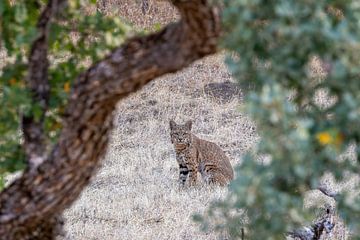 Bobcat foto in de wildernis van Amerika | Rode Lynx van Dennis en Mariska