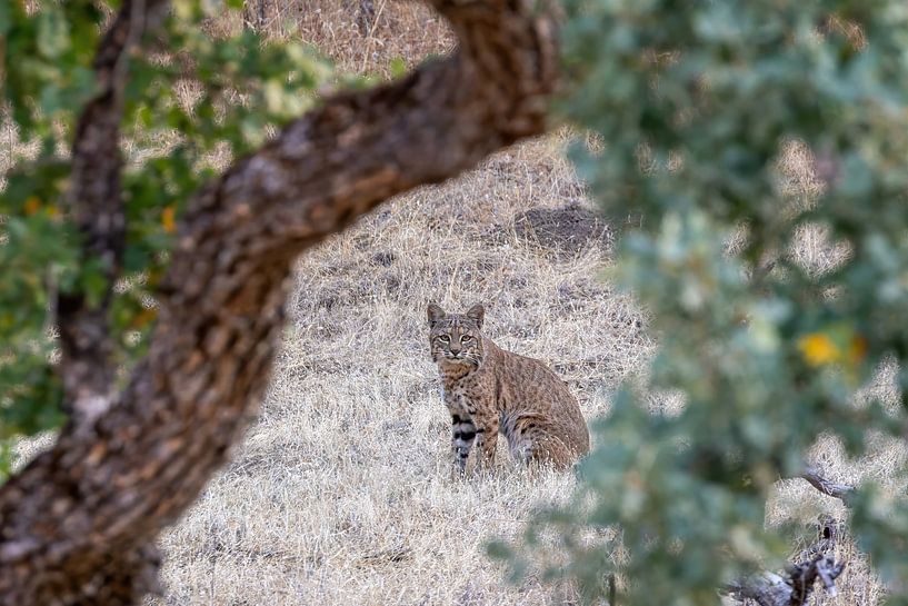 Bobcat photo in the wilderness of America | Red Lynx by Dennis en Mariska