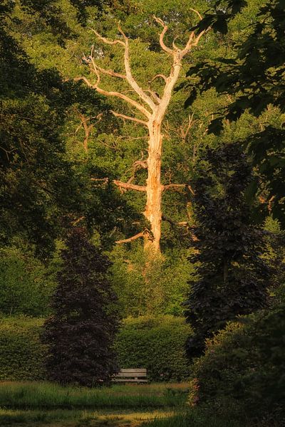 Deeply rooted by Moetwil en van Dijk - Fotografie
