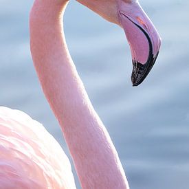 Portret van een flamingo in het water in pastel tinten van Barbara Kempeneers