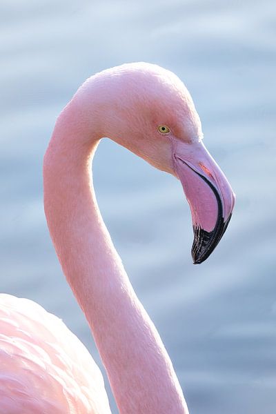 Portrait of a flamingo in the water in pastel shades by Barbara Kempeneers