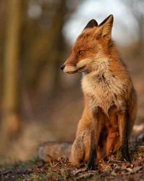 Vos enjoys the last sunrays on the first day of spring by Patrick van Bakkum