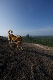 sigiriya rock by David Blok