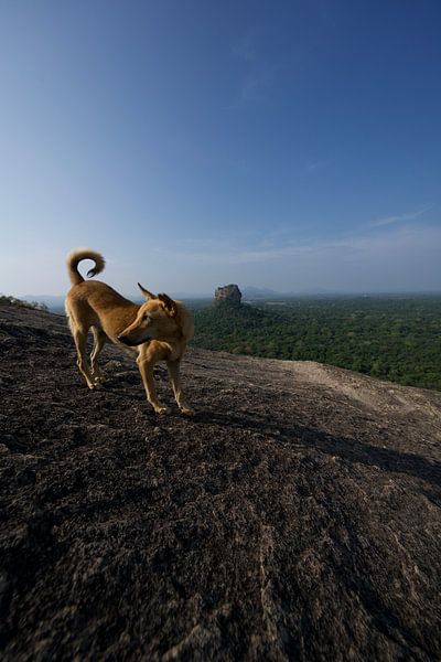 Sigiriya-Felsen von David Blok