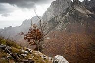 Herbst in den Bergen Albaniens von Ellis Peeters Miniaturansicht