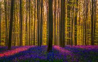 Hallerbos