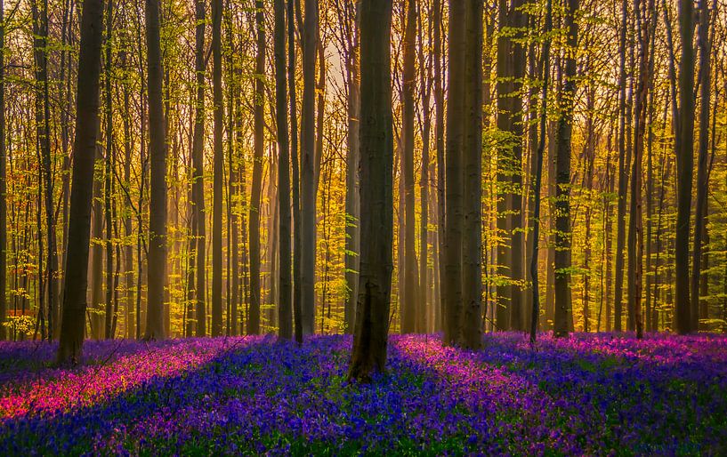 Hallerbos van Els van Dongen