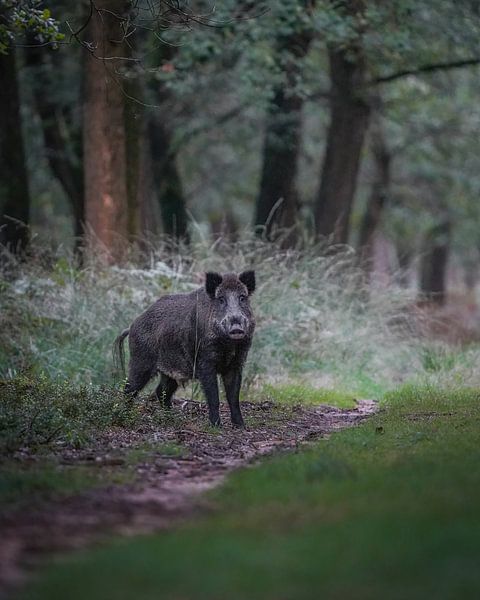 Wild boar in the Kroondomein by Tom Zwerver