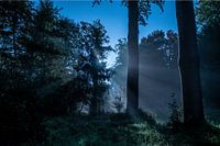 het bos verlicht door de maan