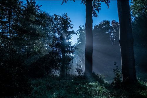 het bos verlicht door de maan