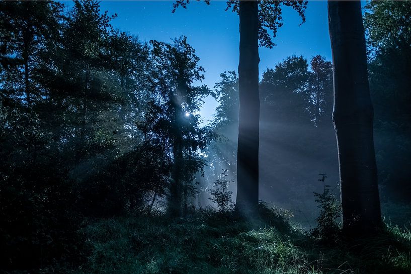 het bos verlicht door de maan van Sjon de Mol