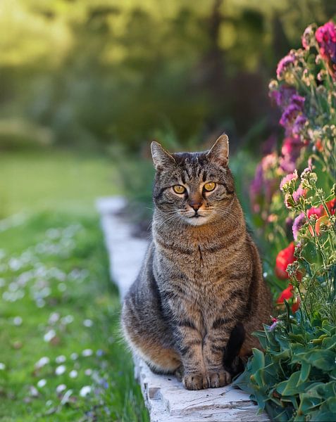 Gipsy de kat in de avondzon van Christina Bauer Photos