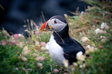 Puffin building a nest by Marjolein Fortuin
