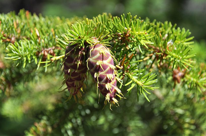 Jonge dennenappels in fris groen von Peter Mooij