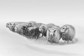 Sheep take shelter together against the snow. by Johan Kalthof