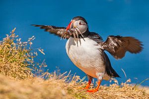 Papageientaucher (Fratercula arctica) mit Beute