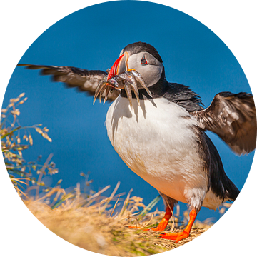 Papegaaiduiker (Fratercula arctica) met prooi