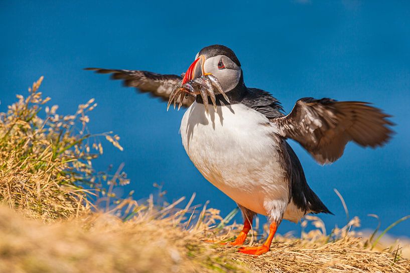 Papageientaucher (Fratercula arctica) mit Beute von Chris Stenger
