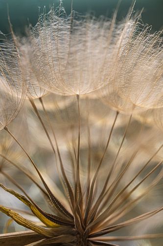 Warm licht verwarmt de pluisjes van een Tragopogon (Morgenster)