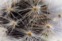 Florets in the sun 6