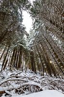 Winterbos