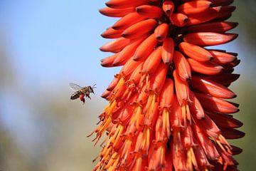 Een bij op zoek naar stuifmeel van een aloë vera plant met bloem van Gerrit Art Van der Pol