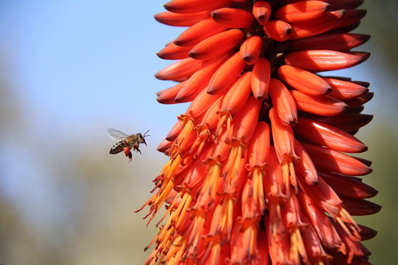 A bee in search of pollen from an aloe vera plant with flower by Gerrit Art Van der Pol