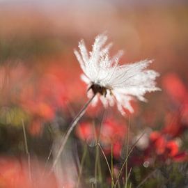 Zilverkruid, IJsland  by Jeannette Kliebisch