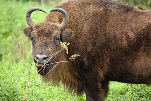 Bison d'Europe (Bison bonasus)