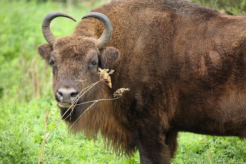 European Bison (Bison bonasus) by Ronald Pol
