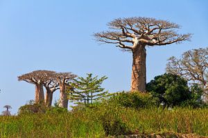 Baobabs in het groene gras von Dennis van de Water