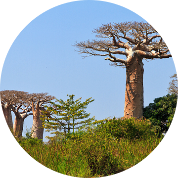 Baobabs in het groene gras van Dennis van de Water