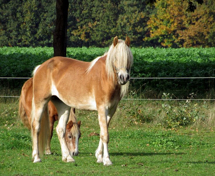 Haflinger von richard de bruyn