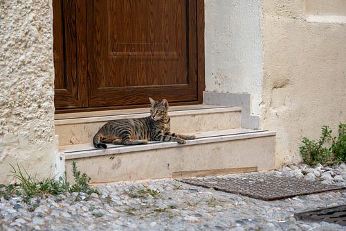 Mediterraner Katzenzauber