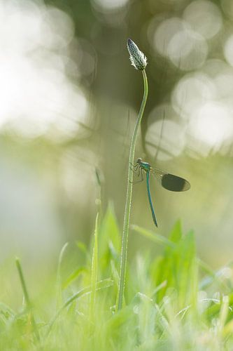 weidebeekjuffer man in de ochtend