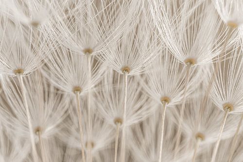 Landelijk sfeertje: De pluisjes van een paardenbloem als parapluutjes in de lucht