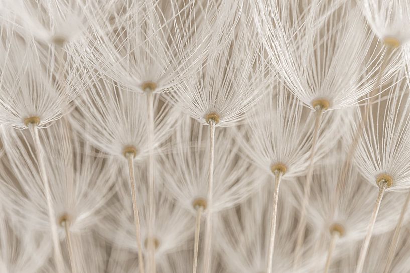 Rural ambience: The fluff of a dandelion like umbrellas in the air by Marjolijn van den Berg